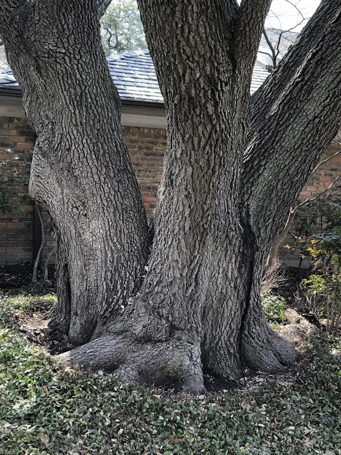 Mature heritage tree close to a Cathlamet property cared for by certified arborists